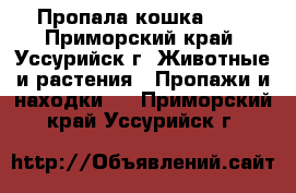 Пропала кошка!!!! - Приморский край, Уссурийск г. Животные и растения » Пропажи и находки   . Приморский край,Уссурийск г.